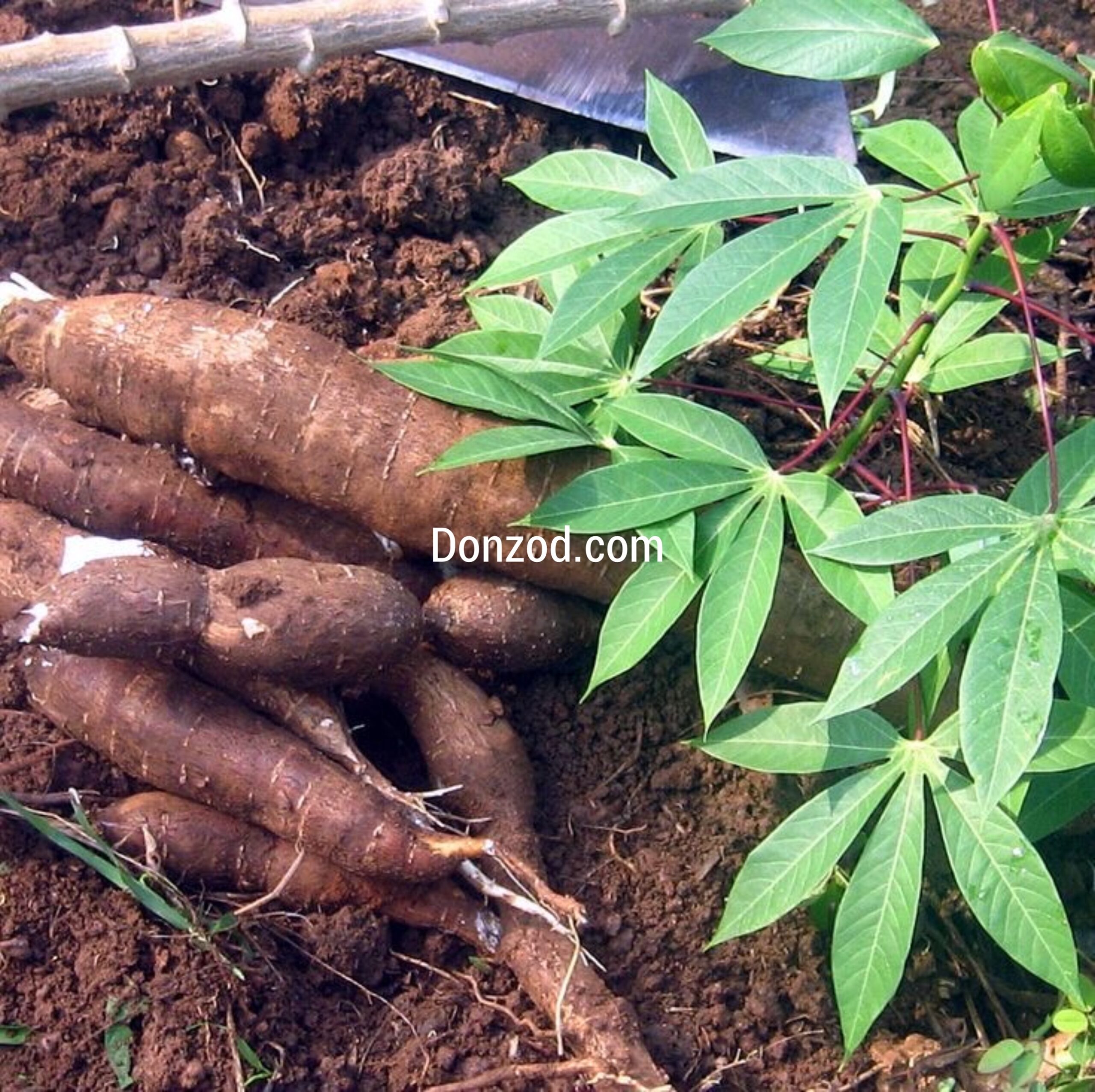 Cassava Nutritional Benefits